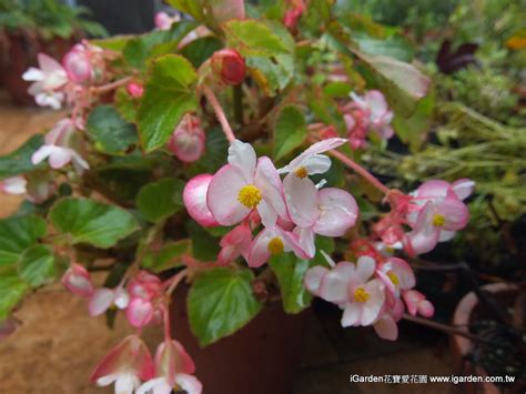 海棠開花|園藝達人栽培術：四季海棠